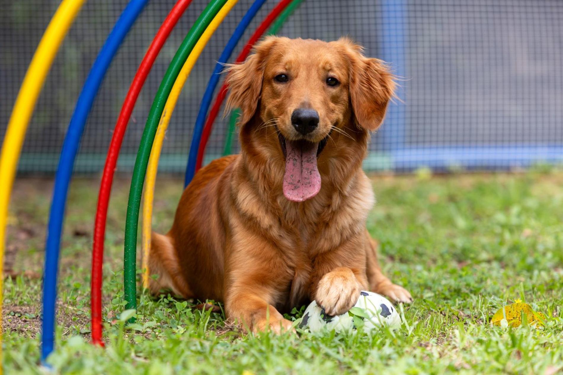Hotel Dann Carlton Belfort Medellin Exterior photo Golden Retriever